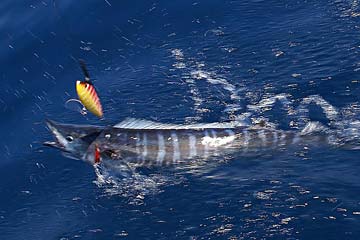 Baja California, Mexico fishing photo 5