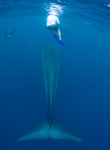 Cabo San Lucas, Mexico whale photo 1