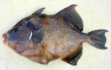San Jose del Cabo, Mexico Blunthead Triggerfish photo 1