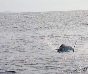 Cabo San Lucas fishing photo 2