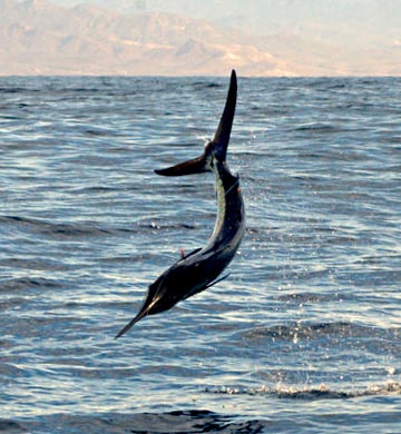 Cabo San Lucas fishing photo 1
