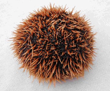  San Jose del Cabo brown urchin photo