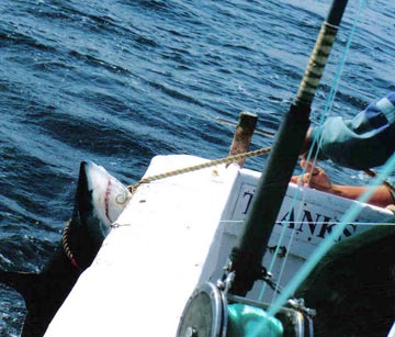 Mazatlan mako shark photo