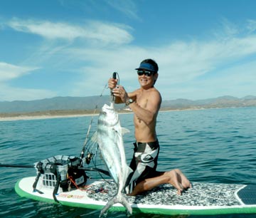 Roosterfish caught from a paddle board at East Cape, Baja, Mexico.