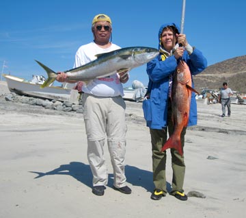 Yellowtail caught at La Paz.