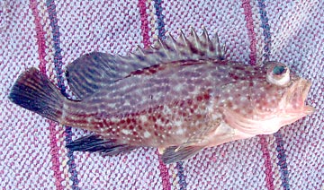 Unknown fish species caught at Mazatlan.