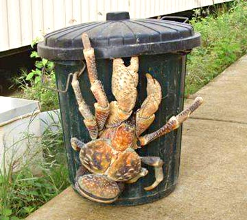 Coconut crab attempting to climb into trash can.