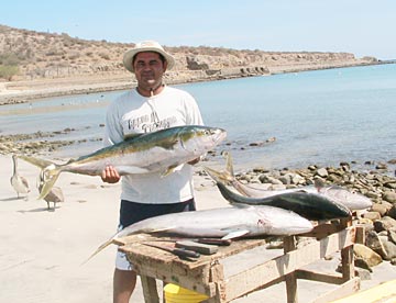 Yellowtail caught at La Paz.