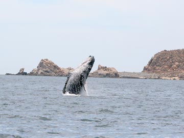 Humback whale breaching at Cabo Pulmo