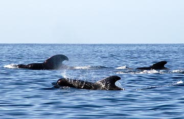 Pilot whales at Loreto