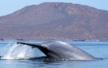 Blue whale at Loreto 3