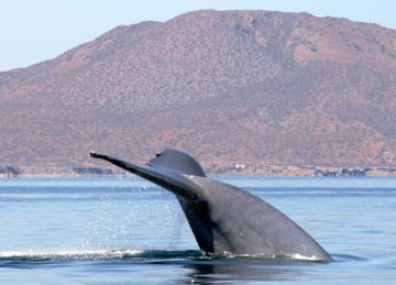 Blue whale at Loreto 5