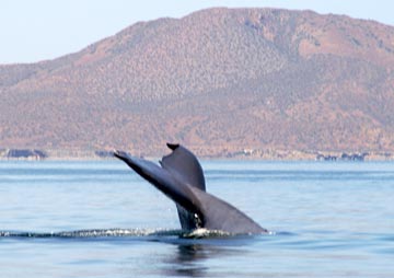 Blue whale at Loreto 6