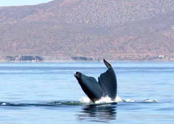 Blue whale at Loreto 7