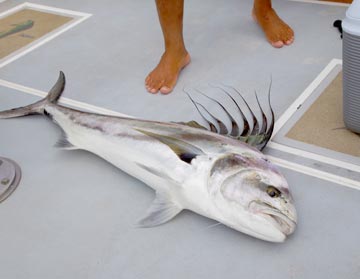 Roosterfish caught at Puerto Vallarta