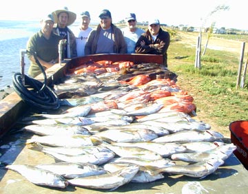 Mixed species bottom fish caught at San Quintin