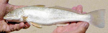 Slender kingfish