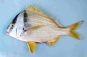 Atlantic porkfish