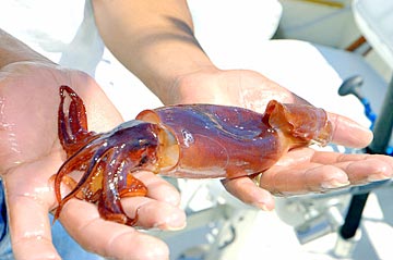 Juvenile Humboldt squid