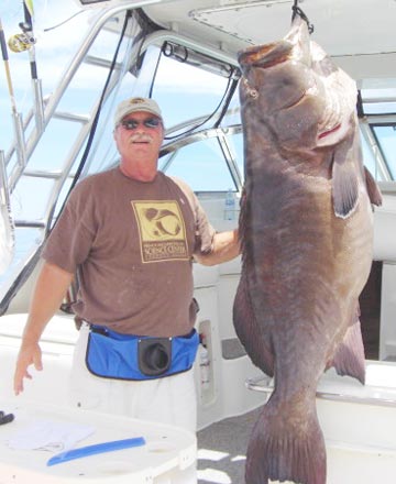 Large gulf grouper caught at Isla Catalana