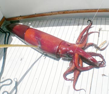 Humboldt squid caught at Cabo San Lucas