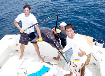 Blue marlin caught at Puerto Vallarta