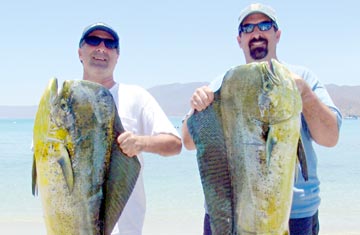 Two large dorado caught at La Paz