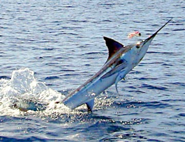 Striped marlin jumping at Loreto