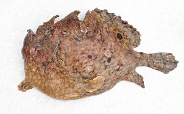 Roughjaw frogfish