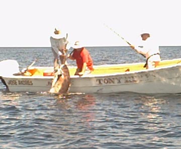Midriff islands panga fishing