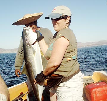 Yellowtail caught at the Midriff islands