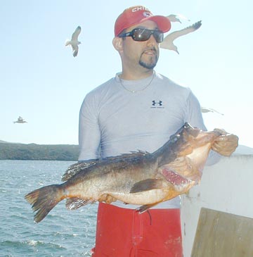 Unknown grouper species caught at San Quintin, Mexico