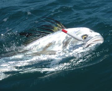 Pencil popper roosterfish lure at Ixtapa Zihuatanejo