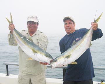 San Quintin yellowtail fishing