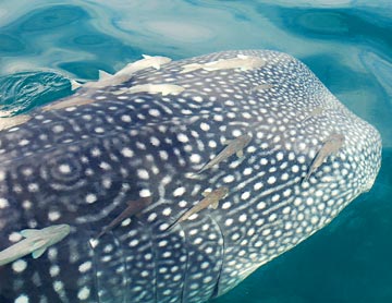 Whale shark with remoras at Bahia de los Angeles