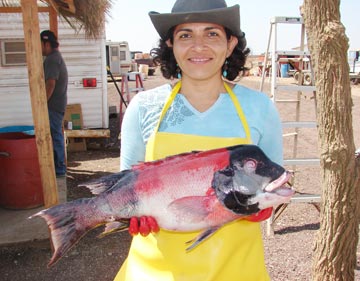 Sheephead caught during San Quintin sportfishing catch survey
