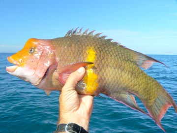 Mexican hogfish caught at San Nicolas