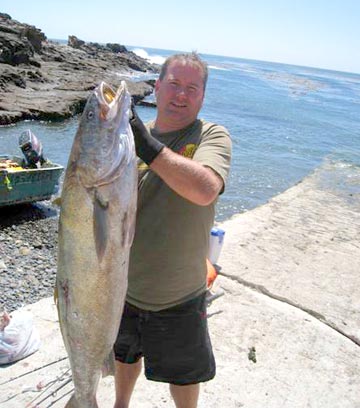 White seabass speared at Puerto Santo Tomas, Baja California, Mexico.