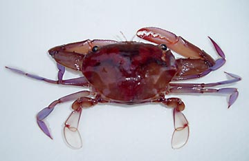Crab Photo 2