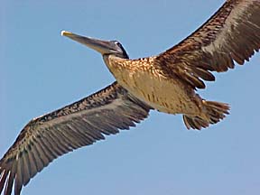 Pelican at Puerto Peñasco, Sonora, Mexico.