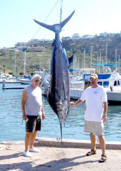 San Carlos blue marlin