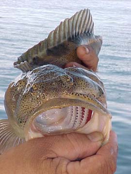 Jawfish caught aboard San Felipe panga mothership, Celia Angelina.