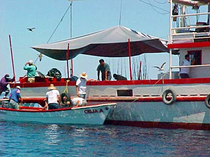 Loading pangas aboard San Felipe panga mothership Celia Angelina.