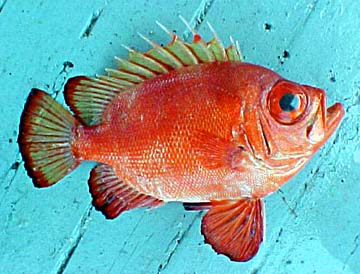 Popeye catalufa caught aboard San Felipe panga mothership, Celia Angelina.