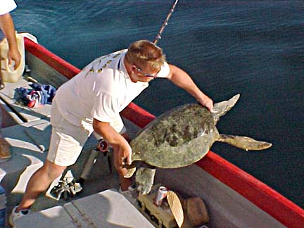 Sea turtle released aboard San Felipe panga mothership, Celia Angelina.