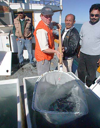 Photo of totoaba release, San Felipe, Mexico.