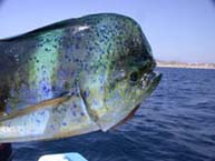 Photo 6 fishing at San Jose del Cabo, Mexico.