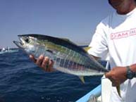 Photo 12 fishing at San Jose del Cabo, Mexico.