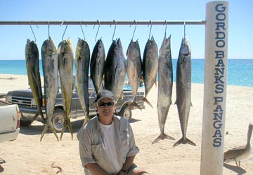 Panga sportfishing catch at San Jose del Cabo, Mexico