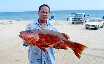 Dog snapper at San Jose del Cabo, Mexico